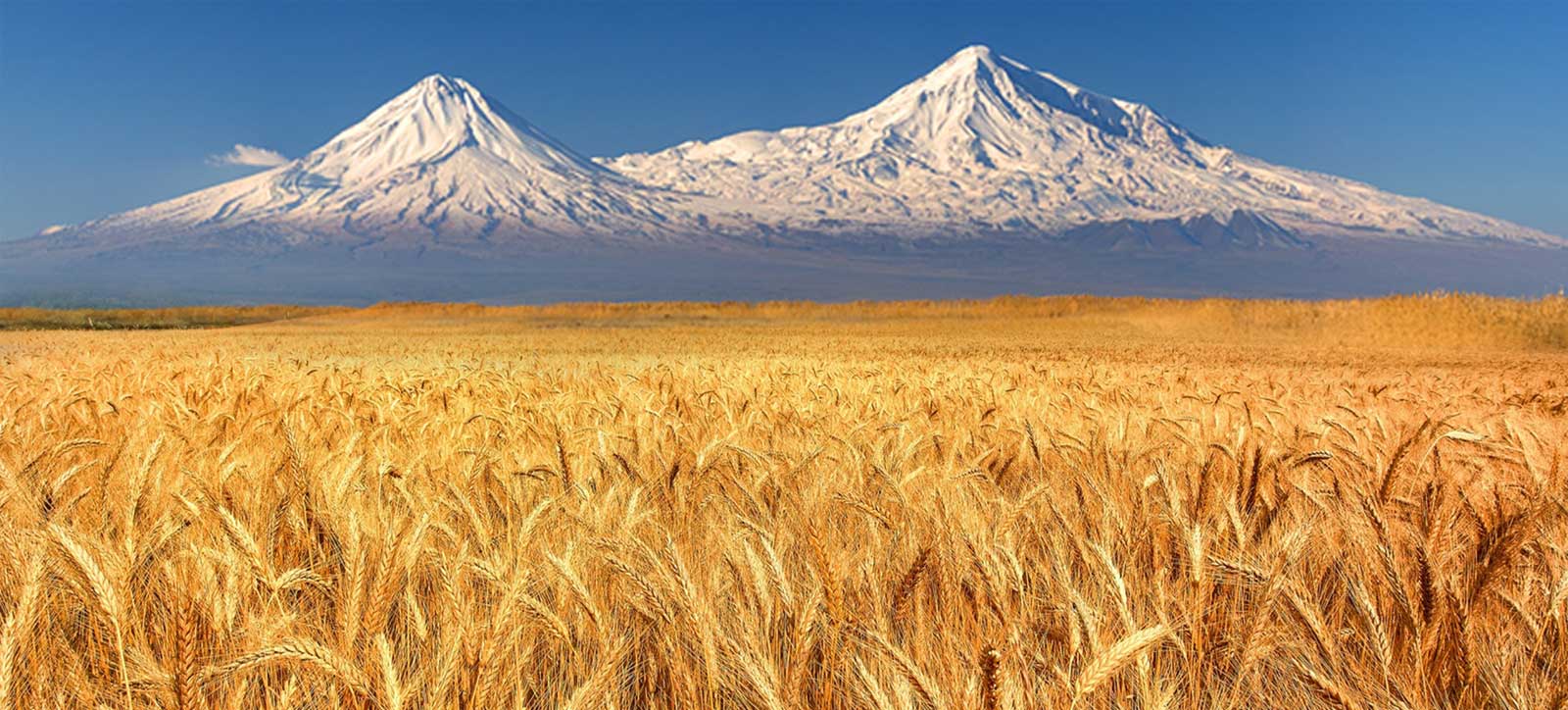 Monte Ararat y campo de trigo
